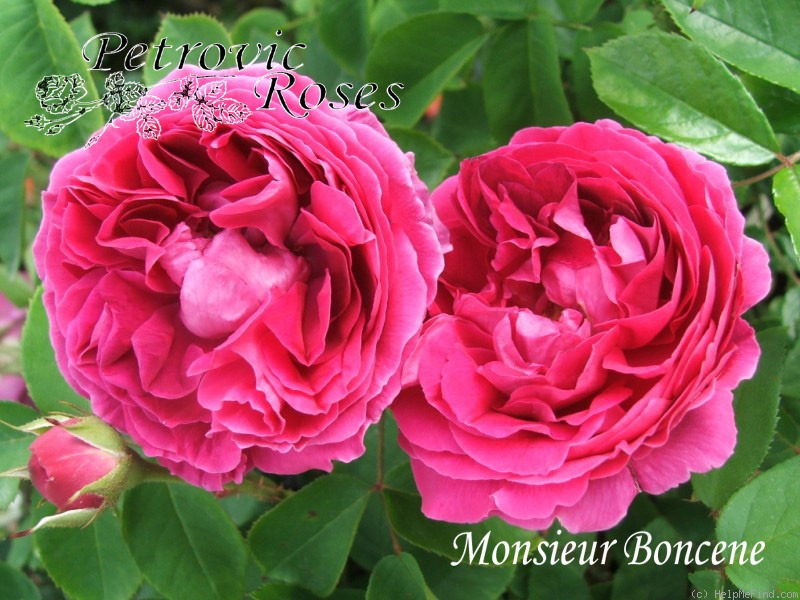 'Monsieur Boncenne' rose photo