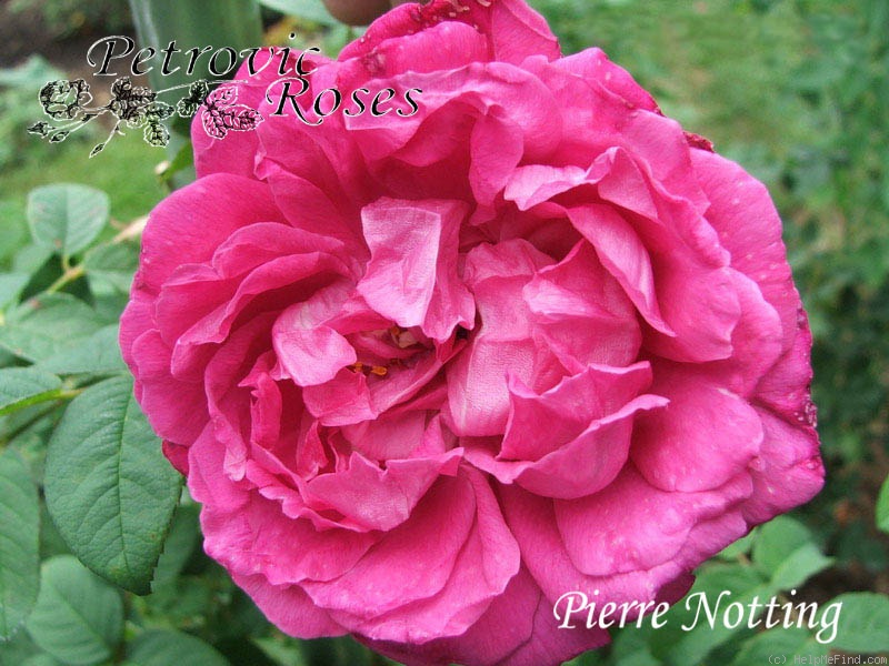 'Pierre Notting' rose photo