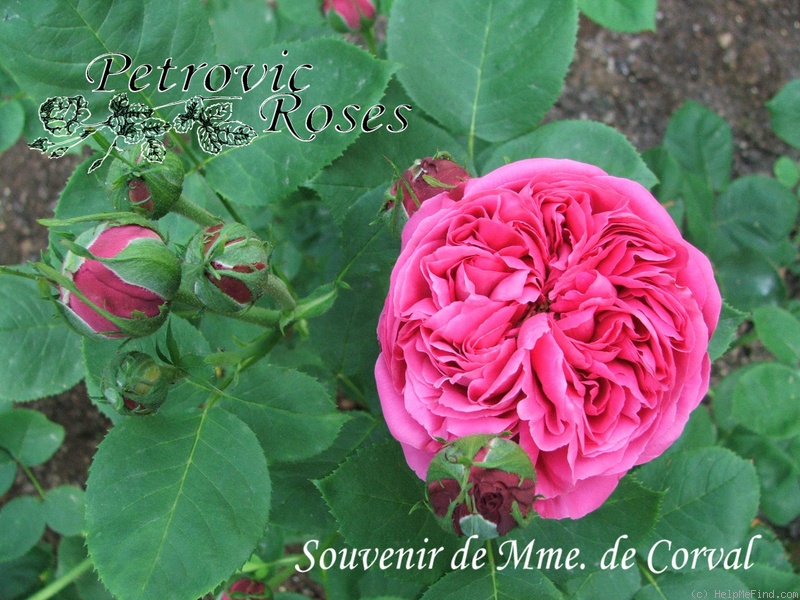 'Souvenir de Madame de Corval' rose photo
