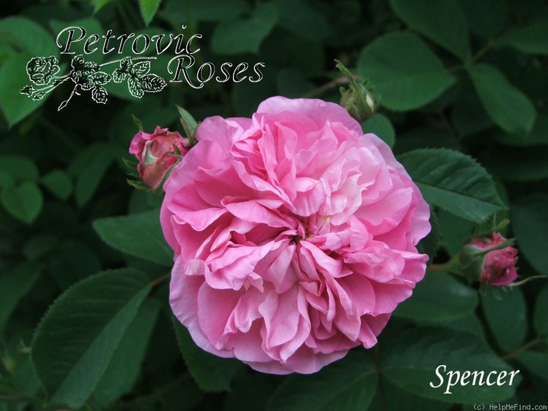 'Spencer' rose photo