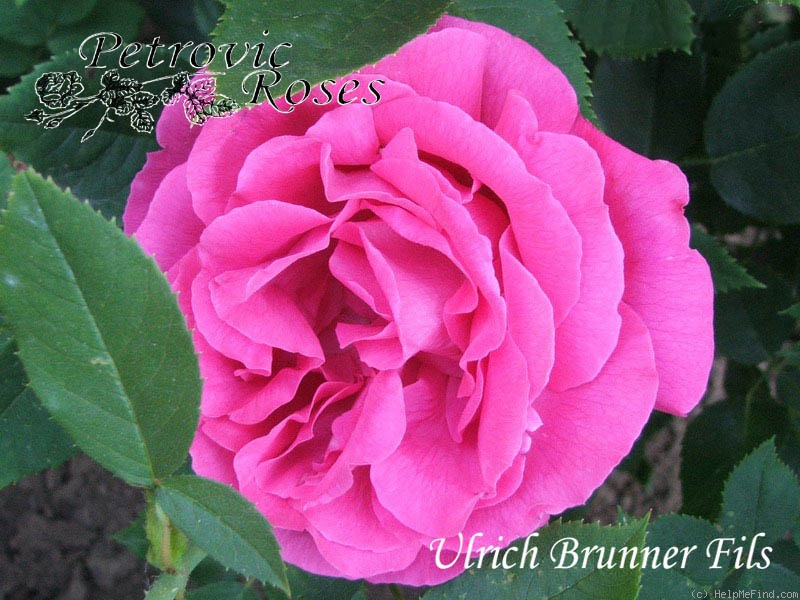 'Ulrich Brunner Fils' rose photo