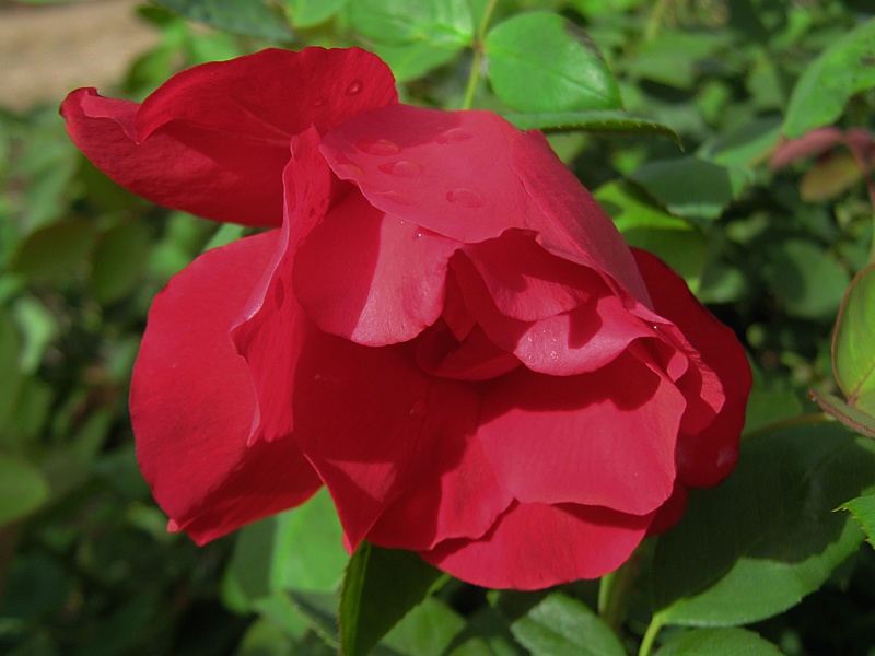 'Midnight Sun (hybrid tea, Grant 1921)' rose photo