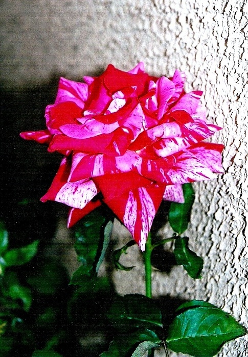 'Imagine ® (hybrid tea, Dorieux, 1992)' rose photo