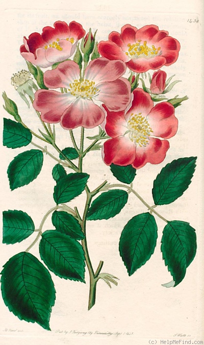 'Clare (hybrid sempervirens, Unknown, 1831)' rose photo