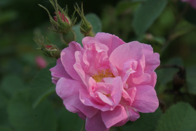 'mrose'  photo