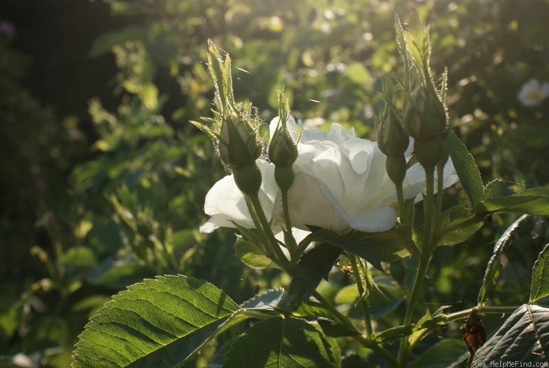 'Alba Suaveolens' rose photo