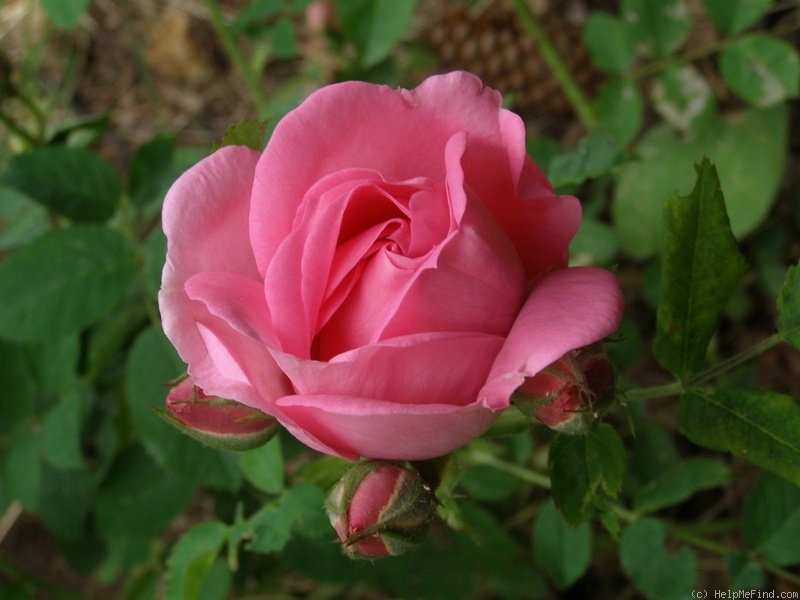 'Milevsko' rose photo