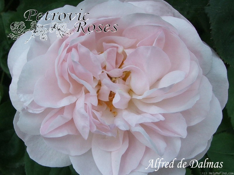 'Alfred de Dalmas' rose photo