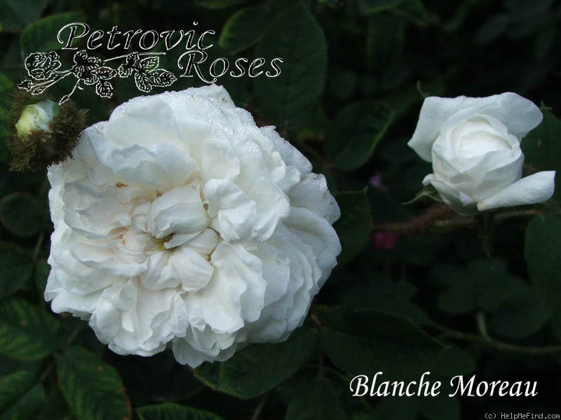 'Blanche Moreau' rose photo