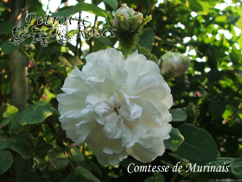 'Comtesse de Murinais (moss, Vibert, 1842)' rose photo