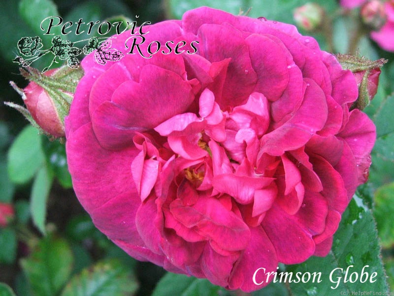 'Crimson Globe (moss, Paul, 1890)' rose photo