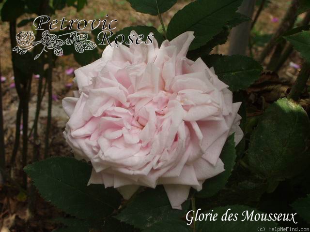 'Gloire des Mousseau' rose photo