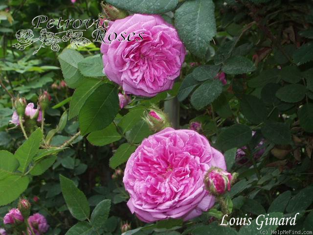 'Louis Gimard' rose photo
