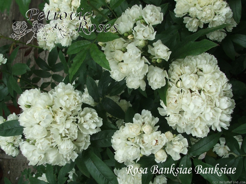 'Rosa banksiae banksiae' rose photo