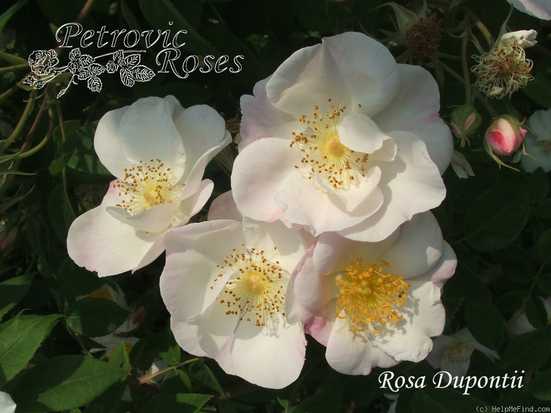 'R. dupontii' rose photo