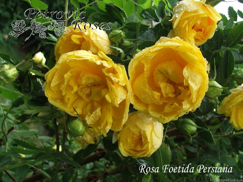 'R. foetida persiana' rose photo