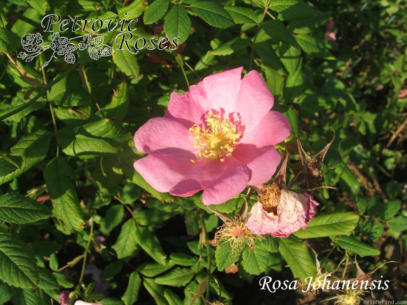 'R. johannensis' rose photo