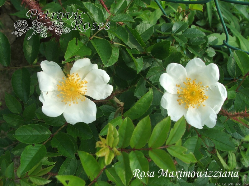 'R. maximowicziana' rose photo