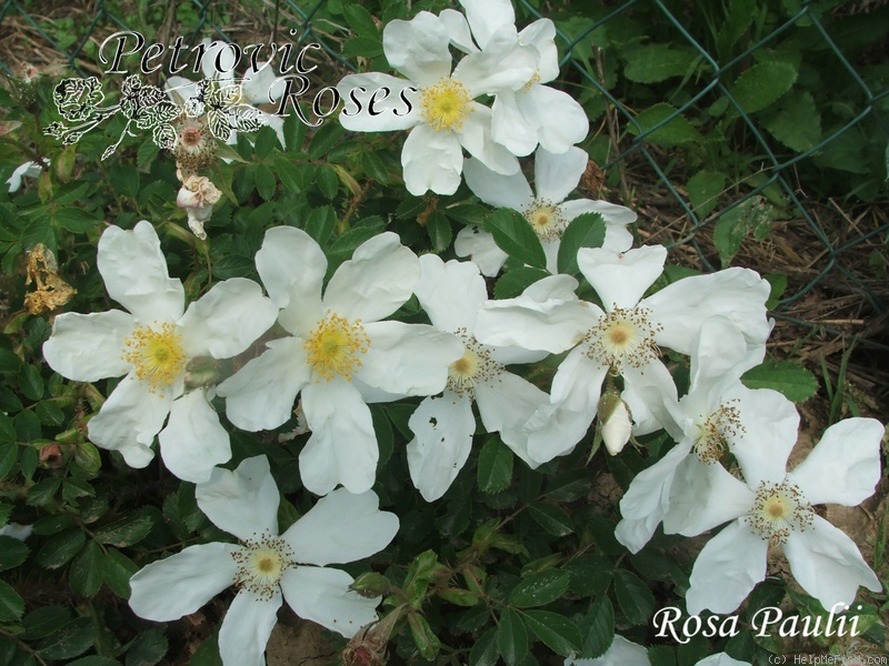 'R. paulii' rose photo