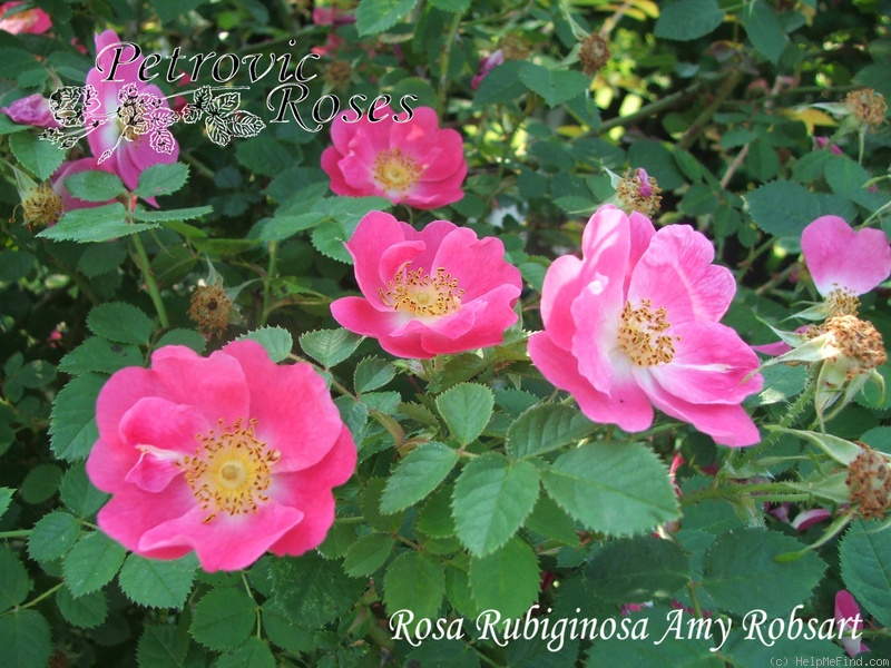 '<i>Rosa rubiginosa</i> 'Amy Robsart'' rose photo