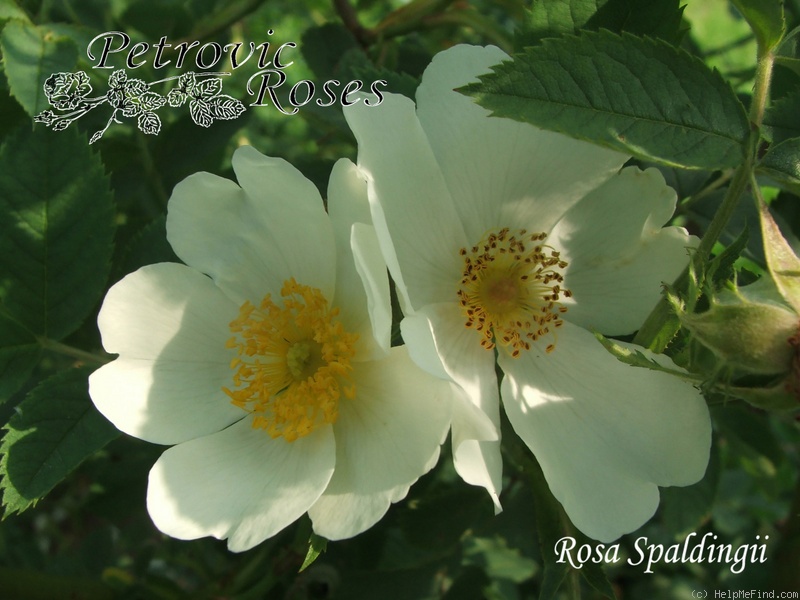'R. spaldingii' rose photo