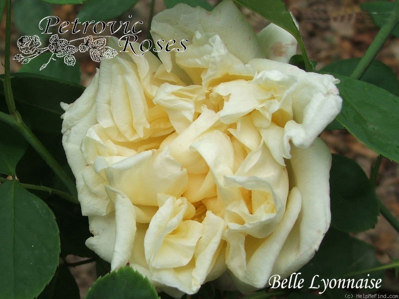 'Belle Lyonnaise (tea, Levet, 1869)' rose photo