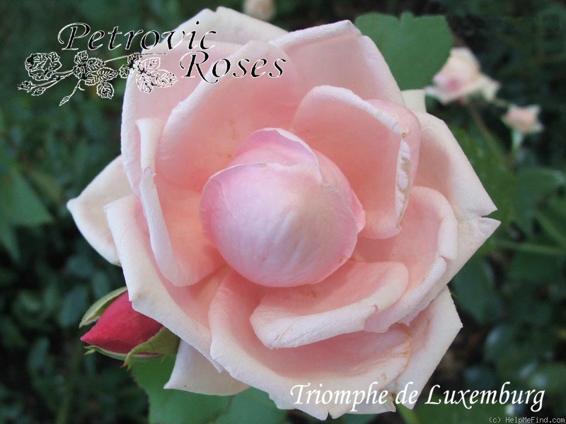 'Triomphe de Luxembourg' rose photo