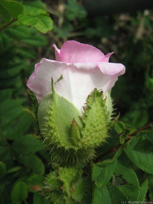 '<i>Rosa roxburghii</i> f. <i>plena</i> Rehder synonym' rose photo