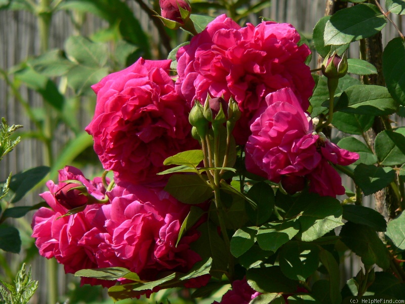 'Tess of the D'Urbervilles' rose photo