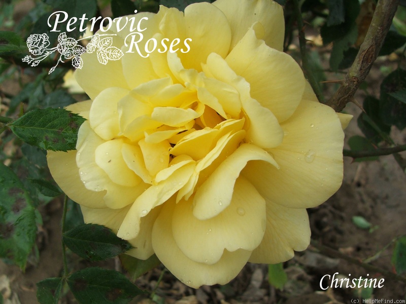 'Christine (hybrid tea, McGredy, 1916)' rose photo