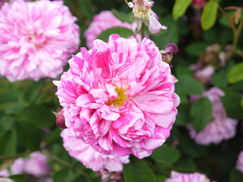 'Belle Villageoise' rose photo