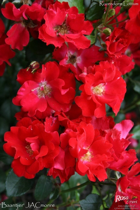 'Baantjer roos' rose photo