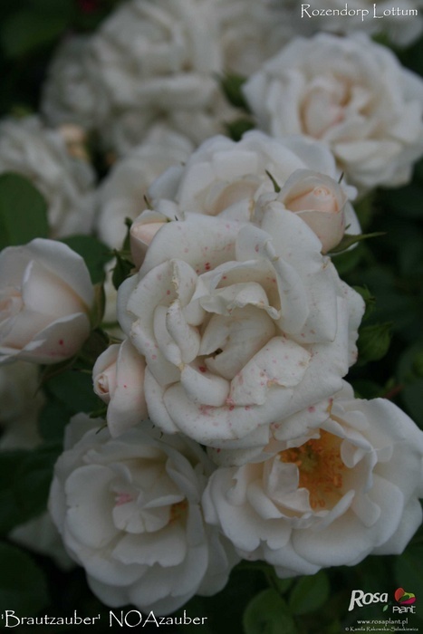 'Brautzauber ®' rose photo