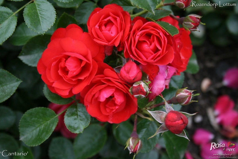 'Cantario ®' rose photo