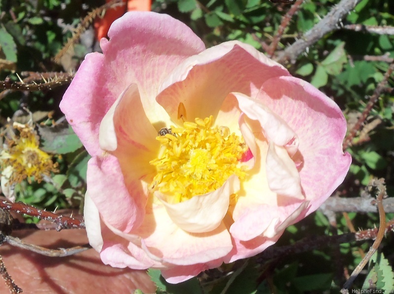 'Coutts #2' rose photo