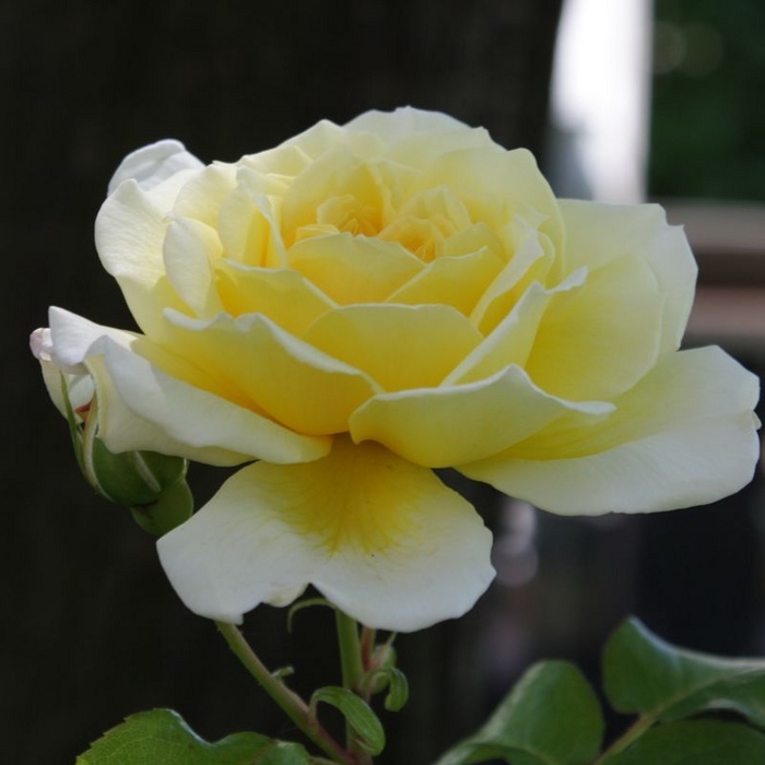 'Joëlle Marouani ®' rose photo