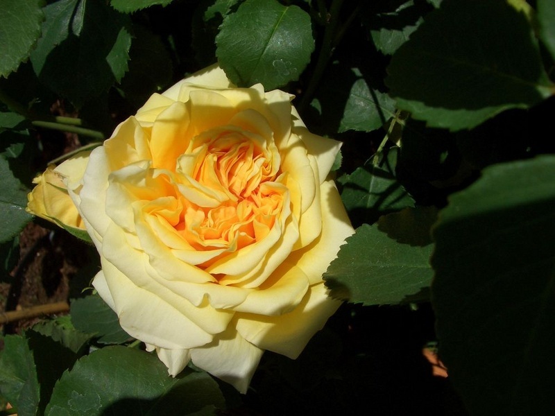 'Claudia Cardinale ® (shrub, Massad/Guillot, 1997)' rose photo