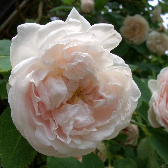 'Ännchen von Tharau' rose photo