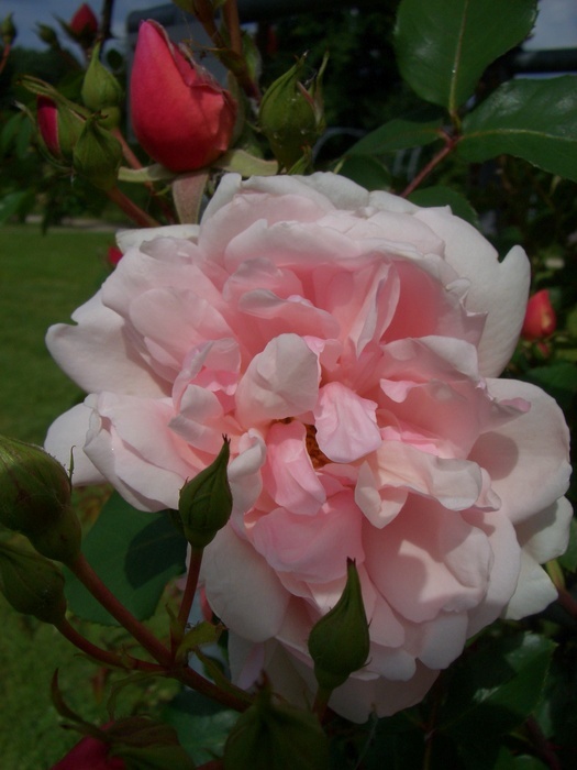 'Albertine (hybrid wichurana, Barbier 1921)' rose photo