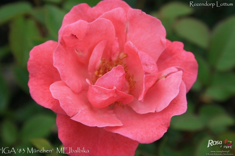 'MEIbalbika ®' rose photo