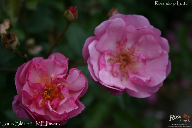 'Louis Blériot ®' rose photo