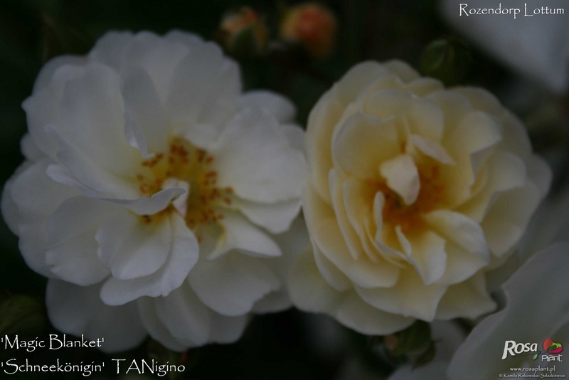 'Magic Blanket ® (mini-flora, Evers, 1992)' rose photo