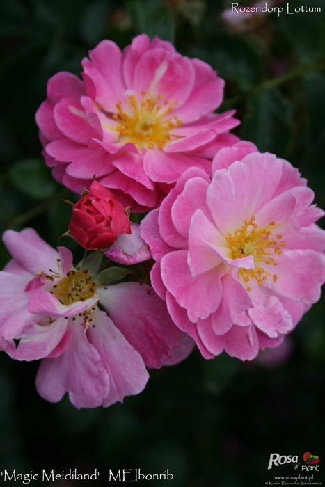 'Magic Meidiland ®' rose photo