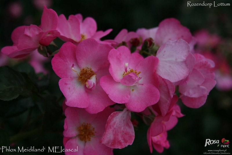 'Phlox Meidiland' rose photo