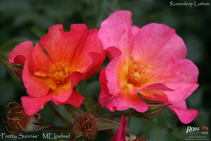 'Pretty Sunrise' rose photo