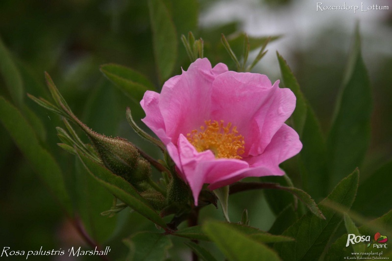 '<i>Rosa palustris</i> Marshall' rose photo