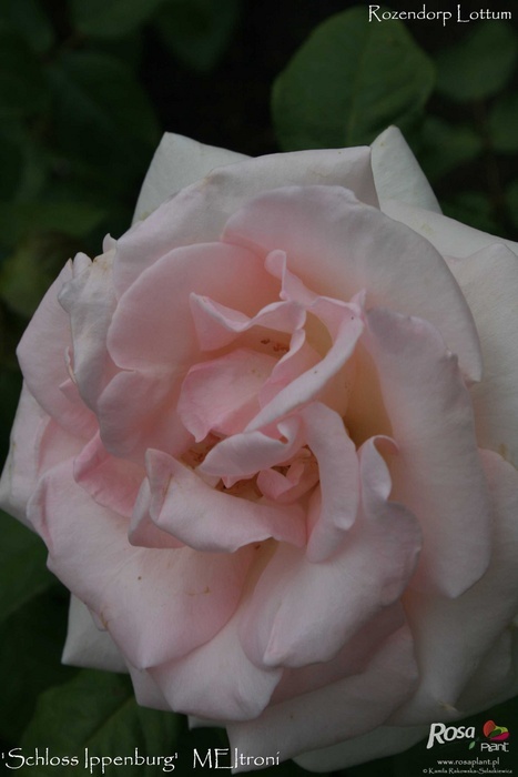 'Schloss Ippenburg' rose photo