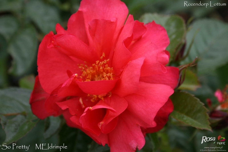 'So Pretty ® (shrub, Meilland, 2006)' rose photo