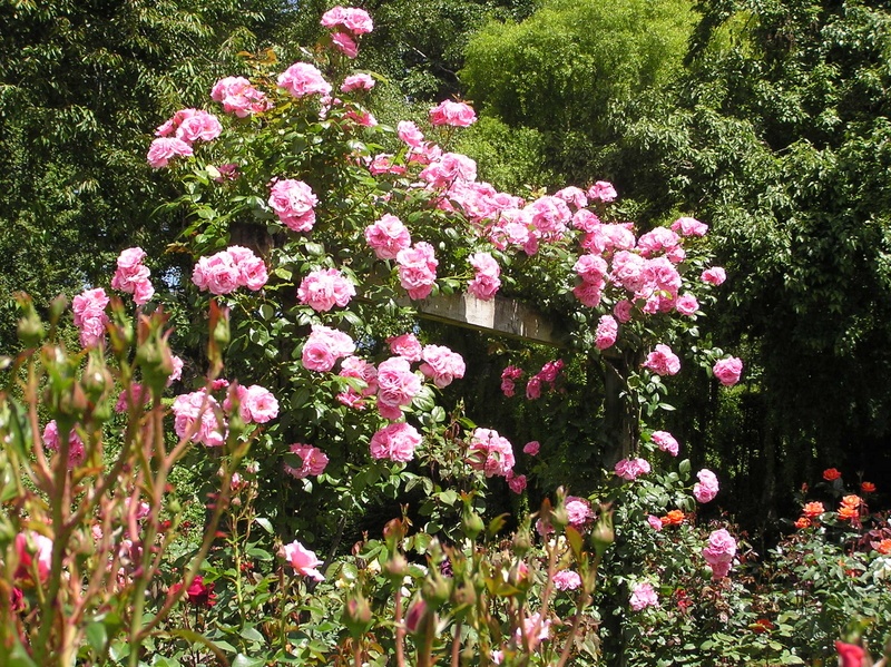 'Henry Edginton Rose Garden, Queen's Park, Invercargill'  photo