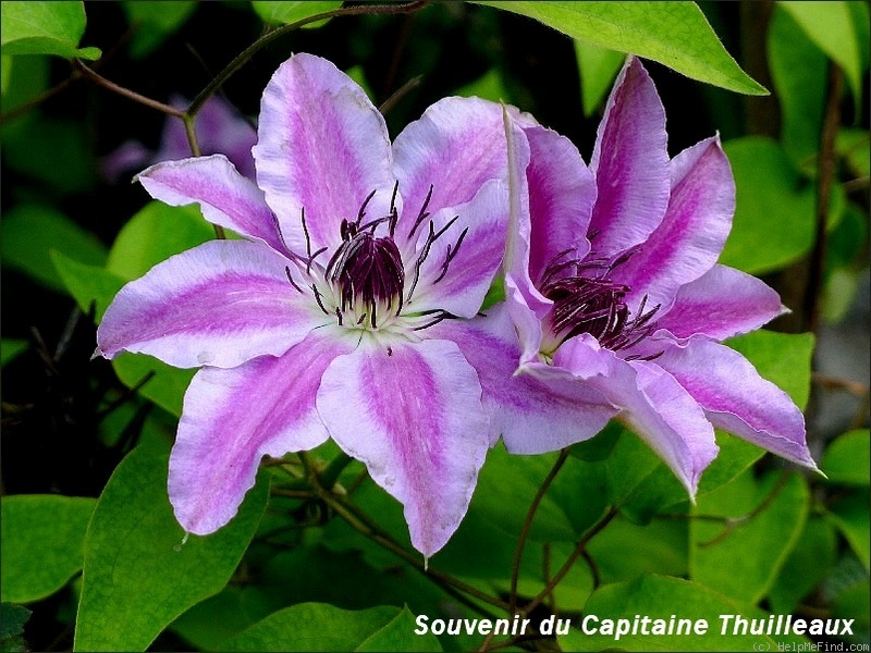 'Souvenir du Capitaine Thuilleaux' clematis photo